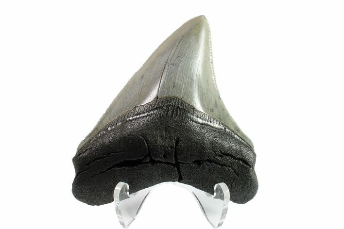 Serrated, Posterior Megalodon Tooth - South Carolina #153832